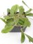Hoya Flagellada II Aff