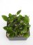Hoya dolichosparte pink flower gelbich creme