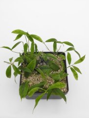 Hoya filiformis