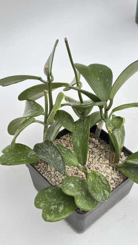 Hoya kerrii splash