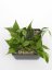 Hoya polyneura
