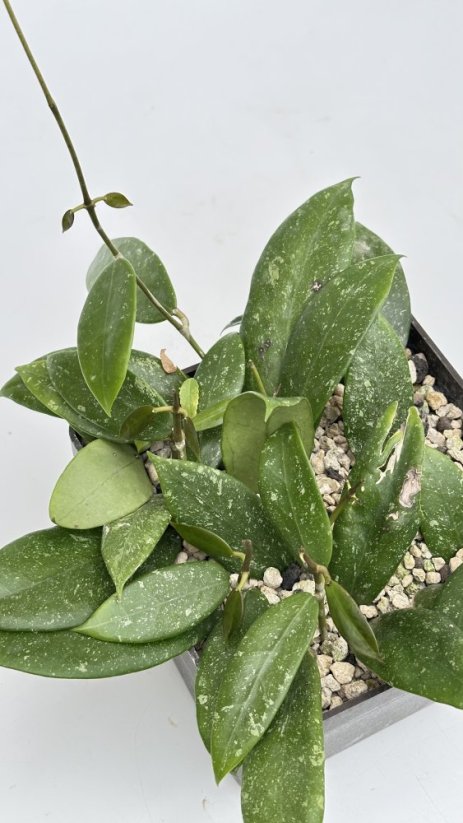 Hoya sp. Davao Phil