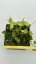 Hoya litoralis IML 708 Moa Island