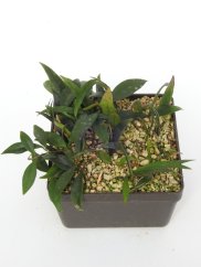 Hoya Mirabilis