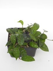 Hoya Heidi
