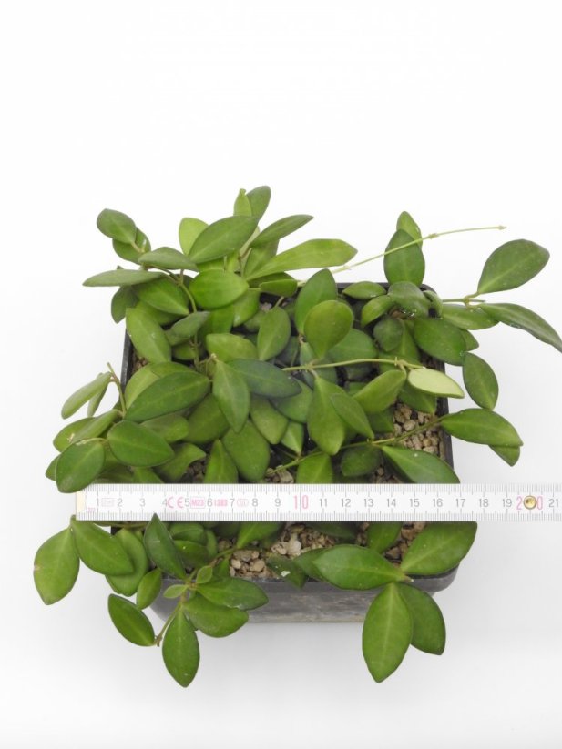 Hoya burtoniae ds70