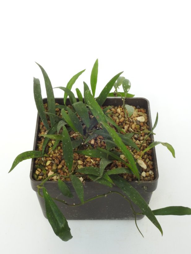 Hoya Sp. Aff. Wrayi