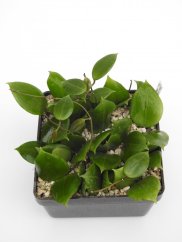Hoya dolichosparte pink flower gelbich creme