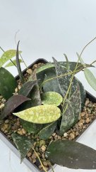 Hoya flagelata silver