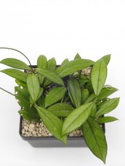 Hoya crassipetiolata