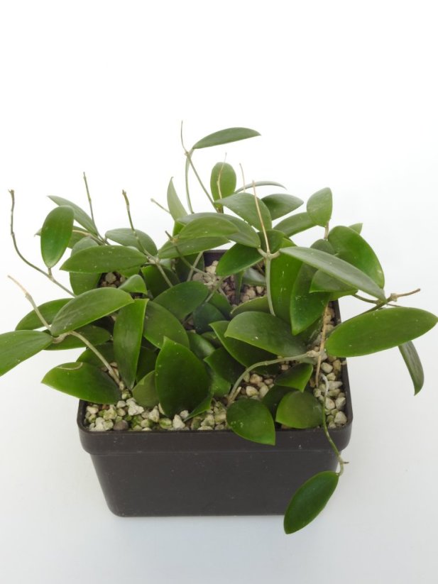 Hoya Wightii