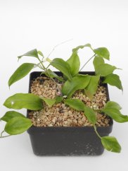 Hoya Cominsii