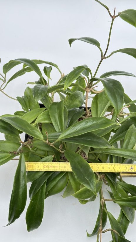 Hoya mindorensis