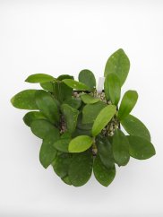 Hoya diversifolia el nidicus