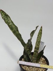 Sansevieria kirkii var. pulchra No.4