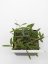 Hoya sigilatis small leaves