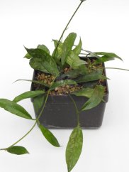 Hoya Griffithii