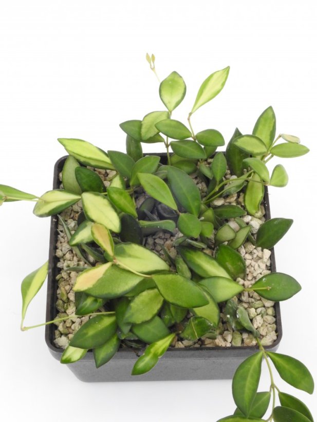 Hoya burtoniae var. ds70