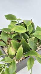 Hoya anulata