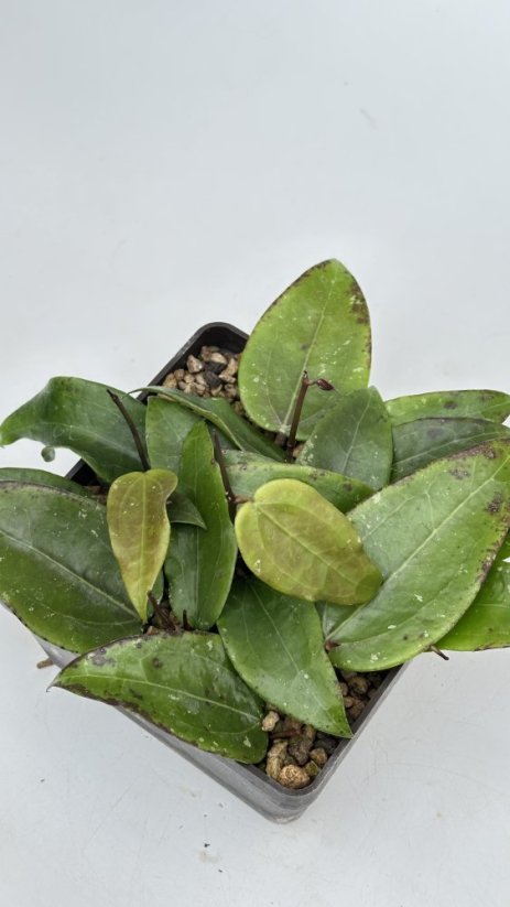 Hoya sulawesi 8867
