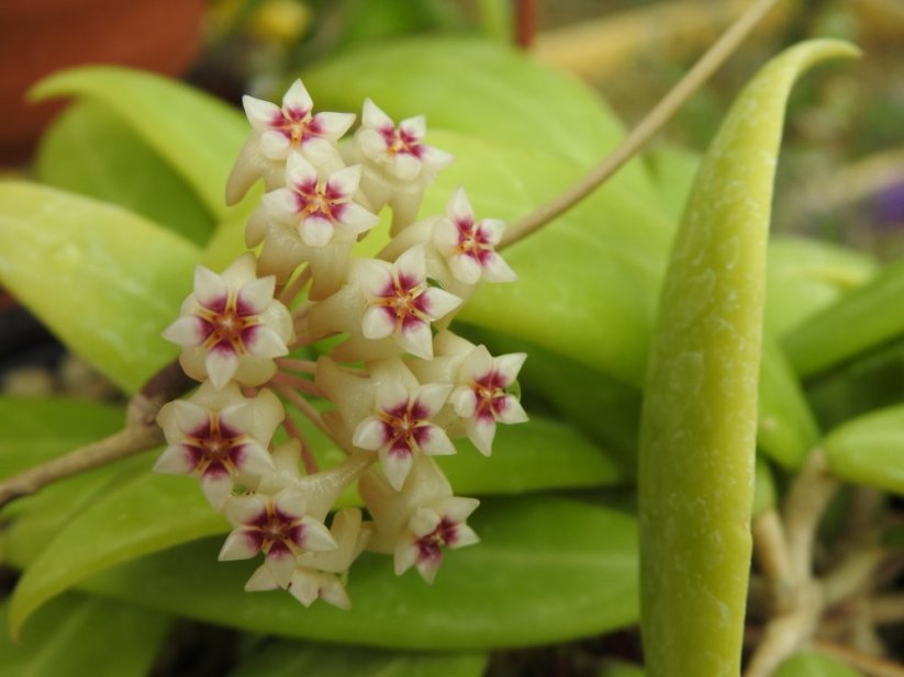 Hoya yok don jižní vietnam