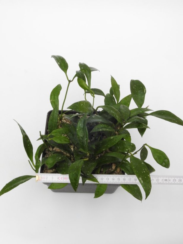 Hoya plicata