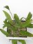 Hoya parasitica long leaf