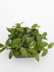 Hoya fitchii