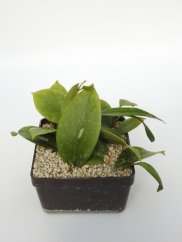 Hoya MB 1253-77