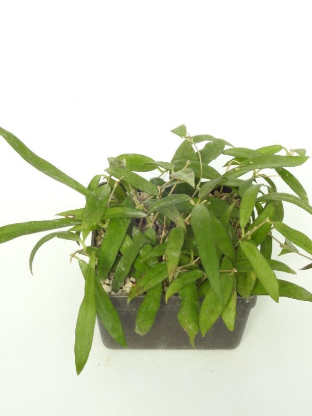Hoya Scortechinii