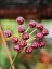 Hoya angustifolia