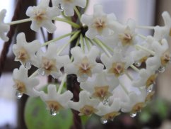 Hoya Celata