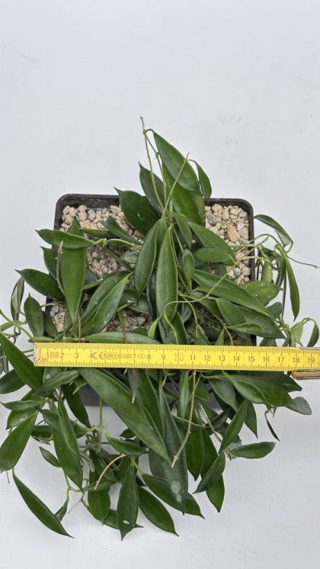 Hoya kuhlii