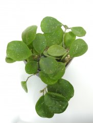 Hoya obovata