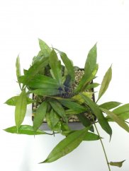 Hoya Yunnan