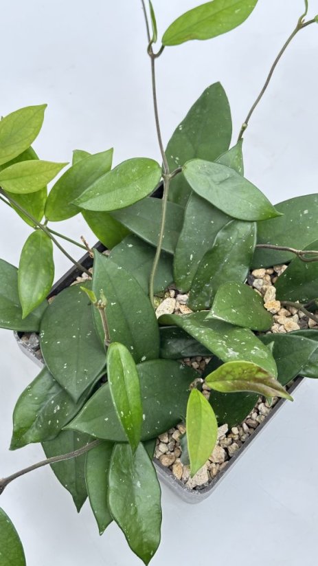 Hoya carnosa red