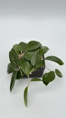 Hoya potsii Chiang Mai