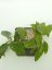 Hoya Polystachya