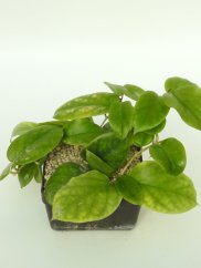 Hoya PNG 436