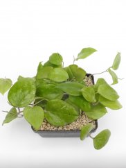 Hoya bent
