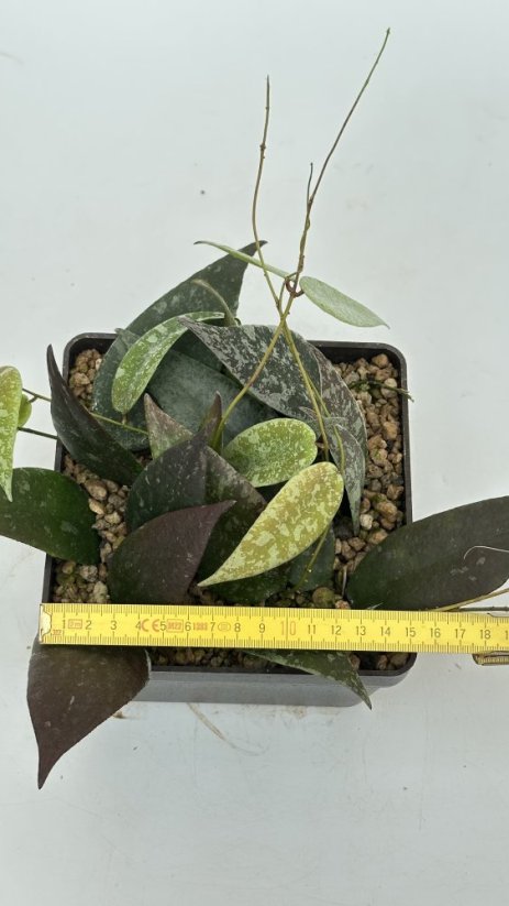 Hoya flagelata silver