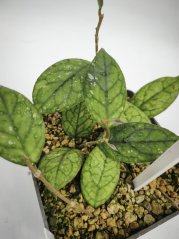 Hoya CV Irine
