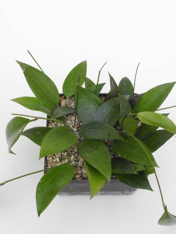 Hoya cinnamomifolia var. purpureofusca