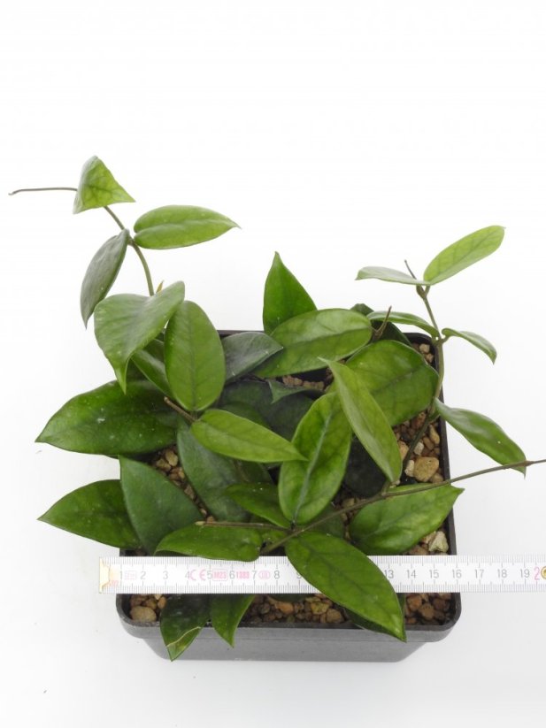 Hoya dasyantha