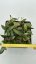 Hoya inconspicua