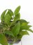 Hoya rigida pink flowers epc 605