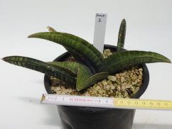 Sansevieria fischeri  No.3