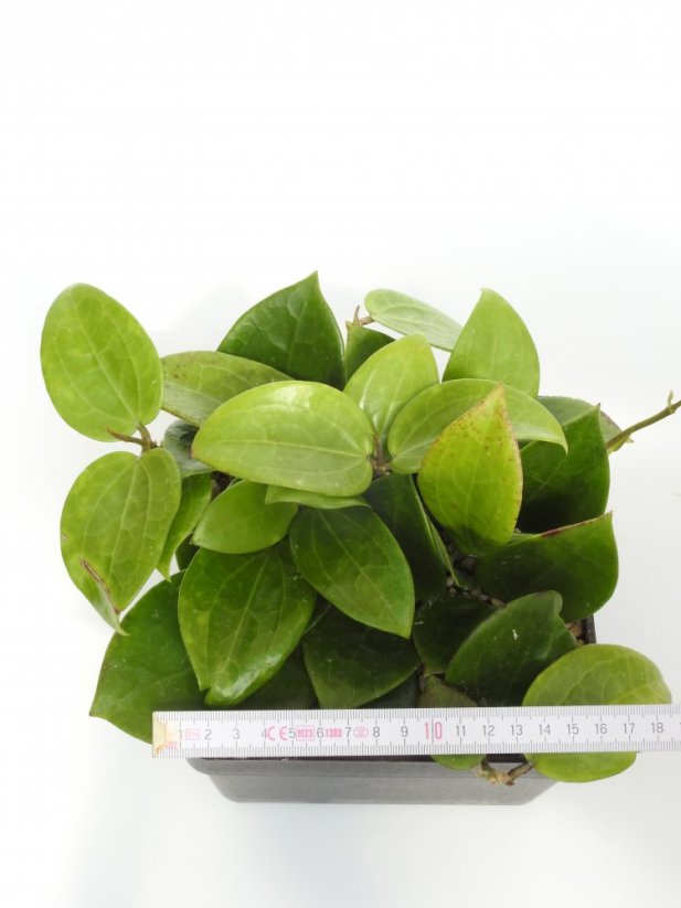 Hoya subquintuplinervis