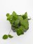 Hoya pentaphlebia