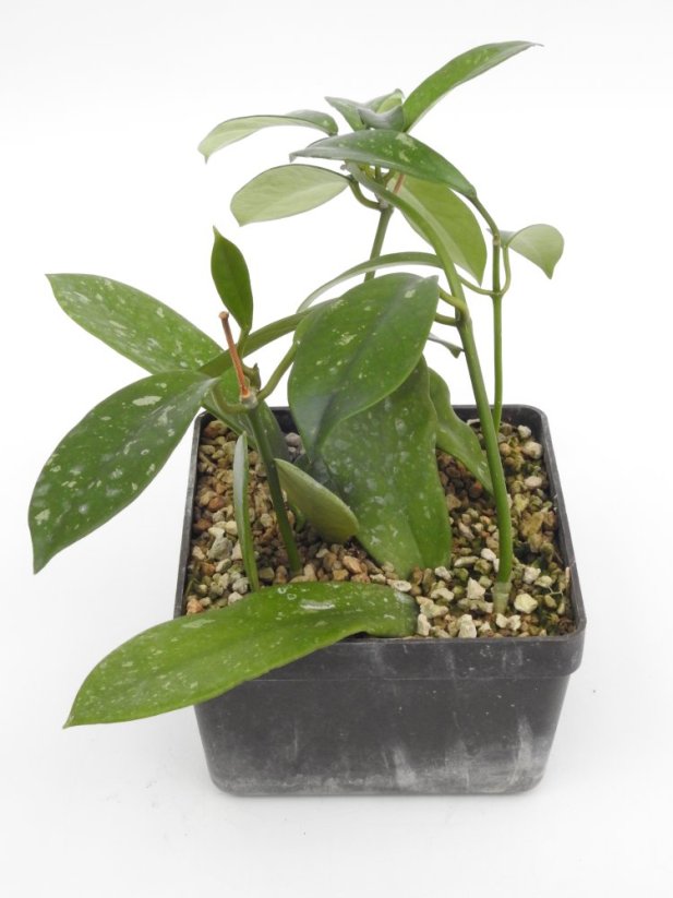 Hoya Gonoloboides